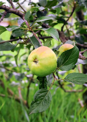 green ripening apples grow on an apple tree branch. gardening and cultivation of apples concept