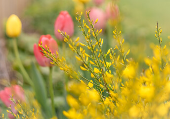 Pink tulips and yellow forsythia flowers blooming in springtime. Bright, blurred Easter background with copyspace. 
