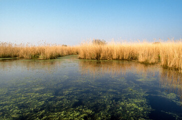 Fototapeta na wymiar Roseliere, Parc naturel régional, Marais de la Grande Briere, 44, Loire Atlantique, France