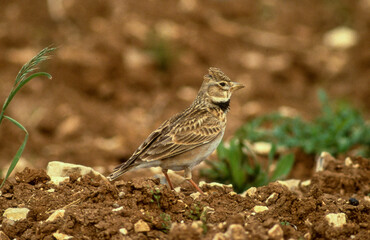 Alouette calandre,.Melanocorypha calandra , Calandra Lark