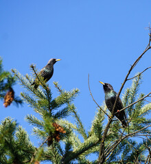 Two Common Starling birds, Sturnus Vulgaris, Perching on the Branch of an evergreen tree