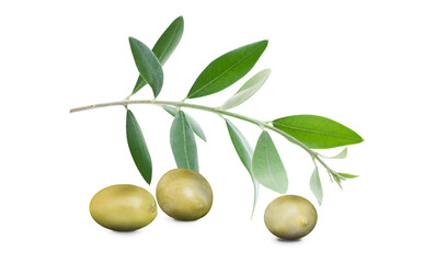 Olive branch with three delicious green olives, isolated on white
