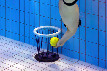 Das Unterwasserrugby-Tor steht auf dem Beckenboden des Hallenbades. Der Angreifer mit dem Ball nutzt die Chance den Ball in das Tor bzw. Korb zu legen. - obrazy, fototapety, plakaty