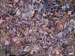 background of dried leaves