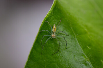 spider on leaf