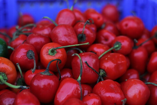 peppers or rocoto in a basket
