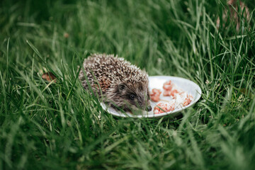 Hedgehog in tall green grass