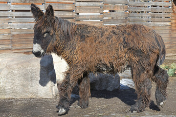 Baudet du Poitou (Equus asinus), also called Poitevin or Poitou donkey,  French breed of donkey. It is one of largest breeds