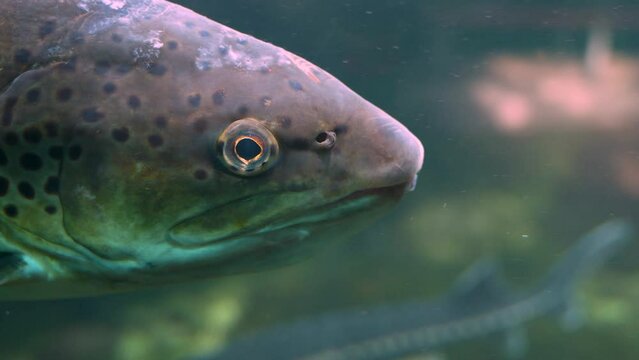 Close up of Carp head floating underwater
