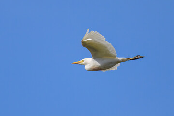 A Western Cattle Egret flying on a sunny day