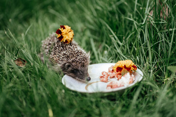 Hedgehog in tall green grass