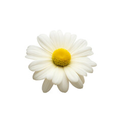 daisy isolated on white background - chamomile flower - Generative AI