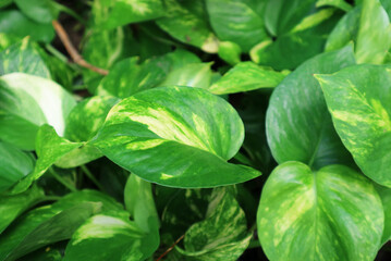 Closeup of Vibrant Green Devil's Ivy Plants Growing in the Garden