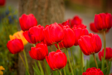 Obraz premium Colorful blooming tulips during spring