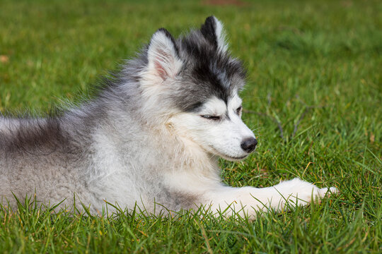 Pomsky Puppy