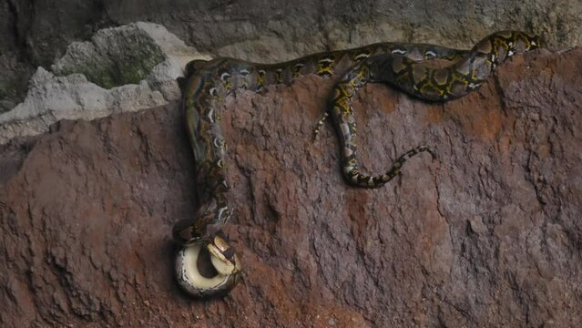 Close-up of a python lying on a rock of dark cave eating a little flying fox bat and rotating while devouring flesh. Wild nature moments. Film grain pixel texture. Dangerous snake in tropical mountain