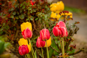 Fototapeta premium Blooming red and yellow tulip flowers during spring
