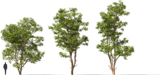 tree, kapok tree, trees, hq cutout arch viz plant