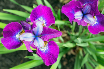 Looking straight down on an iris versicolor bloom