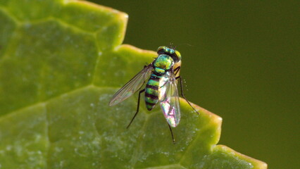 Long-legged fly on a leaf in a backyard in Panama City, Florida, USA