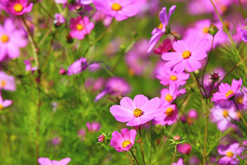 Fototapeta premium blooming Cosmos bipinnatus(Garden cosmos,Mexican aster) flowers,beautiful colorful Cosmos flowers blooming in the garden 