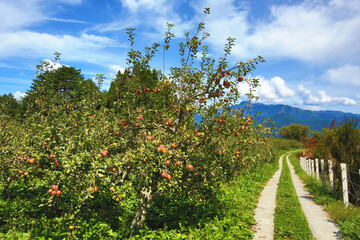 Fototapeta na wymiar Landscape of red Apple plantation with pathway and mountains at a sunny day