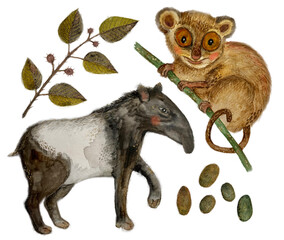 Tapir, lemur and plants, watercolor