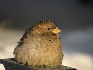 sparrow on the snow