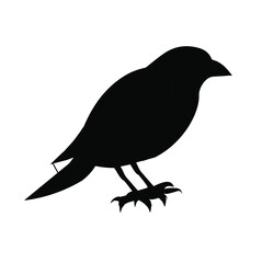 crow on a white background