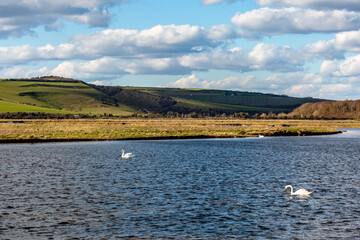 A view of the Cuckmere River in Sussex, with swans in the water