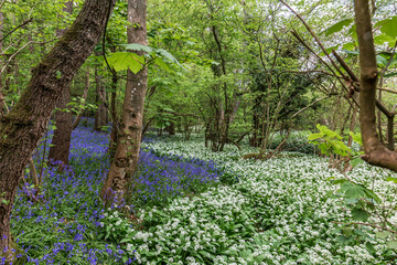Bluebells and wild garlic growing in Sussex woodland on a spring day