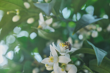 Spring, bee pollinates orange tree flowers, spring time. Idea for a natural background or postcard,...