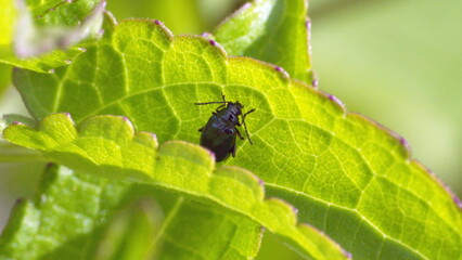 Black beetle on a leaf in a backyard in Panama City, Florida, USA