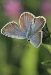 butterfly on a flower