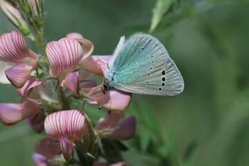 butterfly on a flower