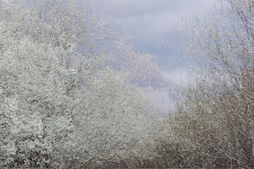 Obraz na płótnie Canvas Spring landscape. Four-frame multiple exposure
