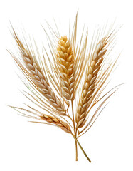 ears of wheat on a transparent background. for decorating projects. generative AI