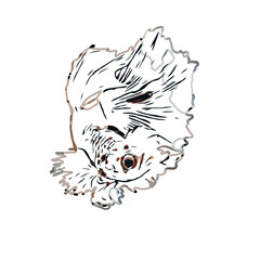 Betta fish color sketch with transparent background