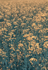 Summer natural background with small yellow flowers