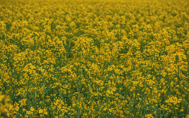 Summer natural background with small yellow flowers