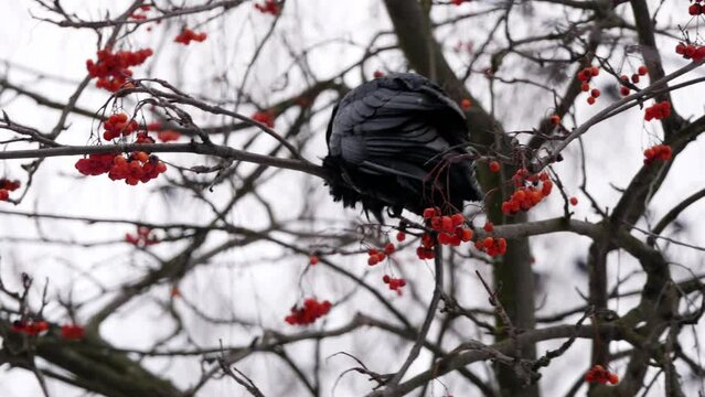 Bird crow sits on a tree in winter cold weather and eat red rowan close-up