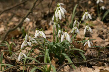 Snowdrops. First flowers. Delicate spring flowers. Blooming snowdrops in the forest