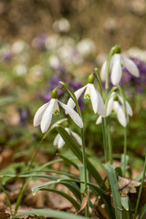 Snowdrops. First flowers. Delicate spring flowers. Blooming snowdrops in the forest