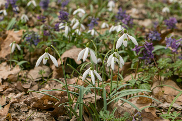 Spring flowers in the forest. Glade of snowdrops and Koridalis. Snowdrops and gallera.  Snowdrops and corydalis.