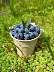Blueberries in the small bucket