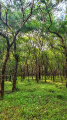 Fototapeta na wymiar Ranthambore National Park. Ranthambore, India