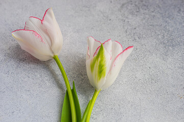 Blossom tulip flower with green leaves on table