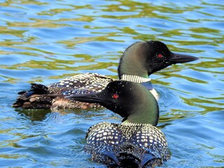 Family of loons on the lake