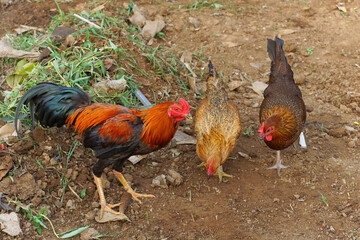 One male two females. Roosters and hens forage on the ground.