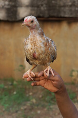 Little chicken perched in children's hands